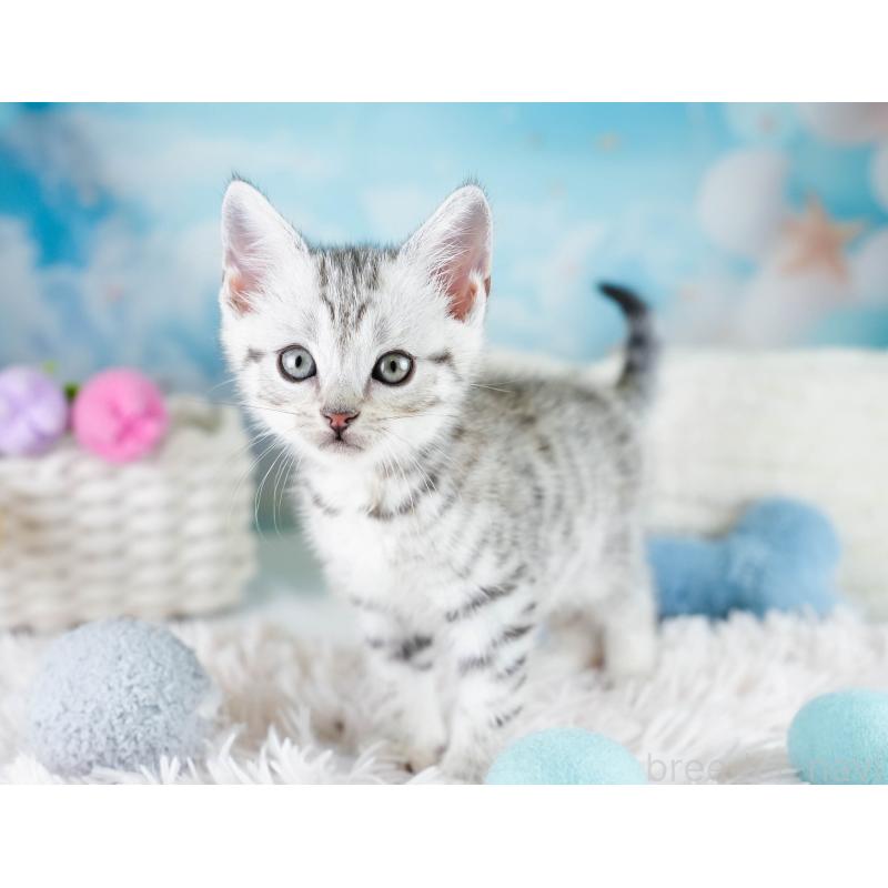 販売中の埼玉県のマンチカン-130584の10枚目