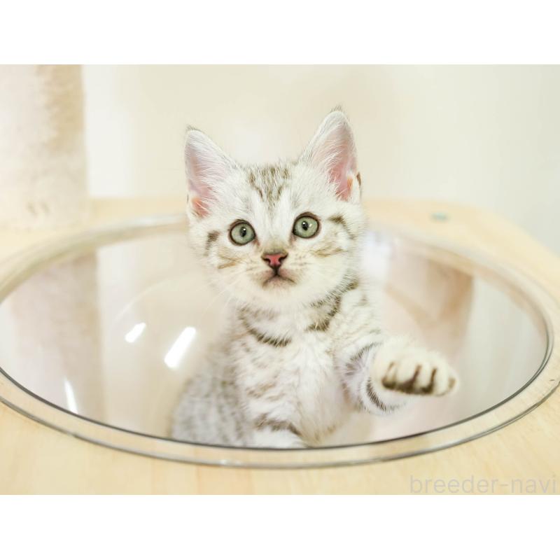 販売中の埼玉県のマンチカン-130584の9枚目