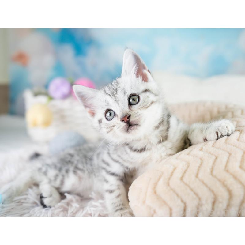 販売中の埼玉県のマンチカン-130584の8枚目