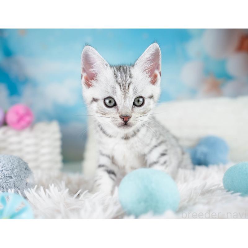 販売中の埼玉県のマンチカン-130584の7枚目