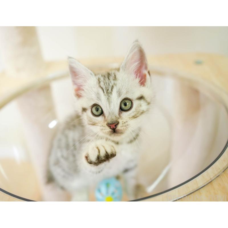 販売中の埼玉県のマンチカン-130584の6枚目