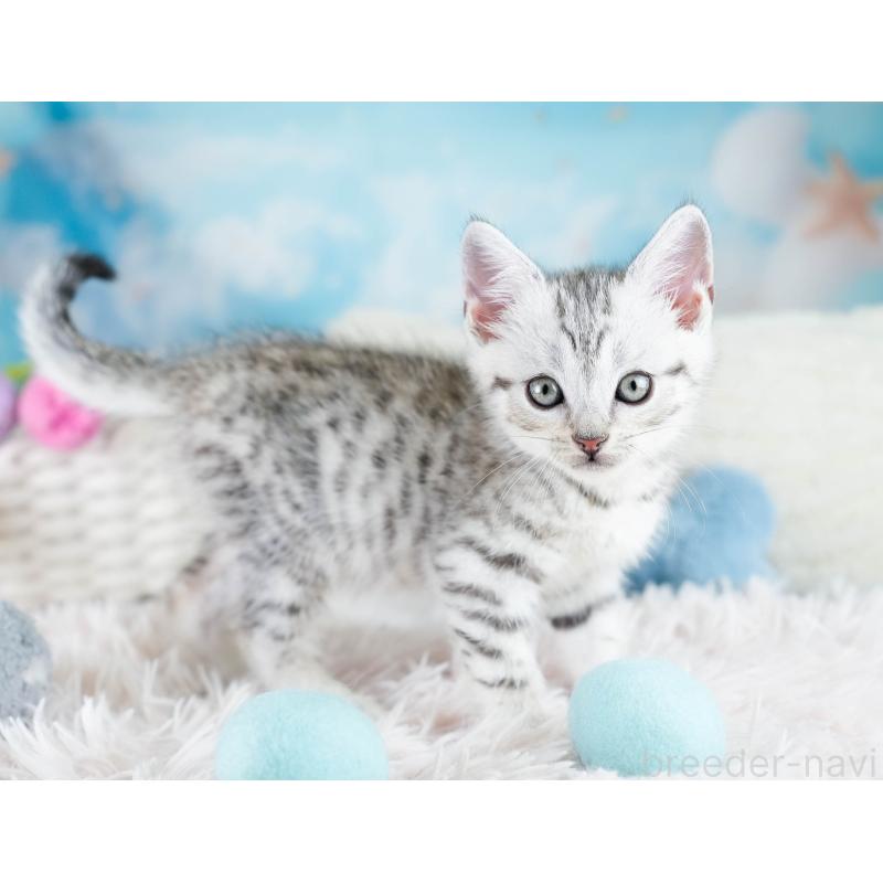 販売中の埼玉県のマンチカン-130584の5枚目