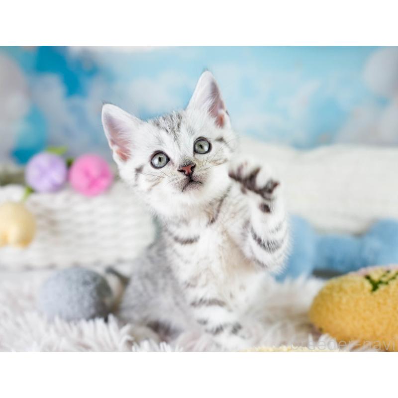 販売中の埼玉県のマンチカン-130584の4枚目