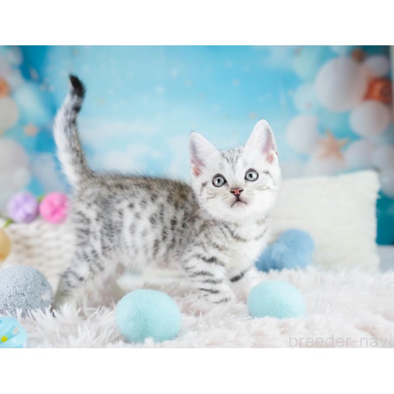 販売中の埼玉県のマンチカン-130584の3枚目