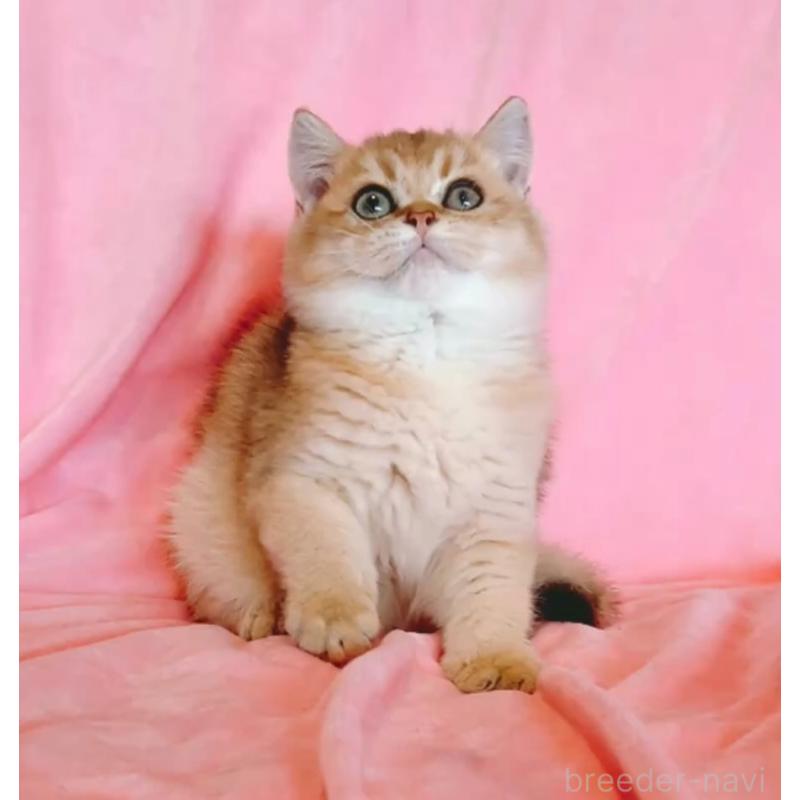 販売中の兵庫県のブリティッシュショートヘア-130585の3枚目