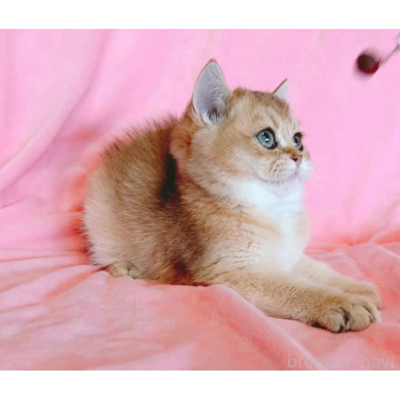 販売中の兵庫県のブリティッシュショートヘア-130585の2枚目