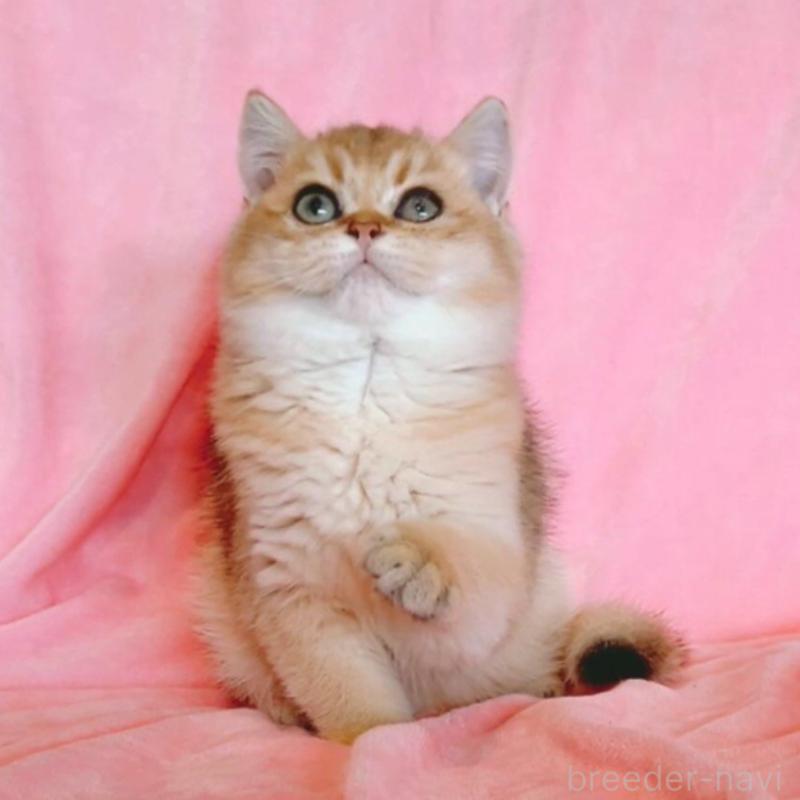 販売中の兵庫県のブリティッシュショートヘア-130585の1枚目