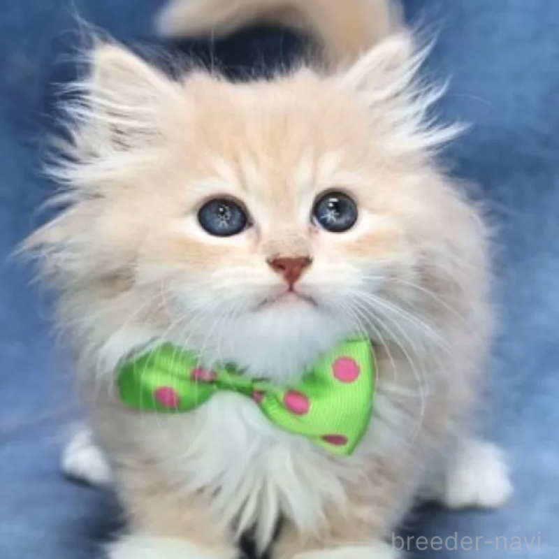 販売中の京都府のラガマフィン-130586