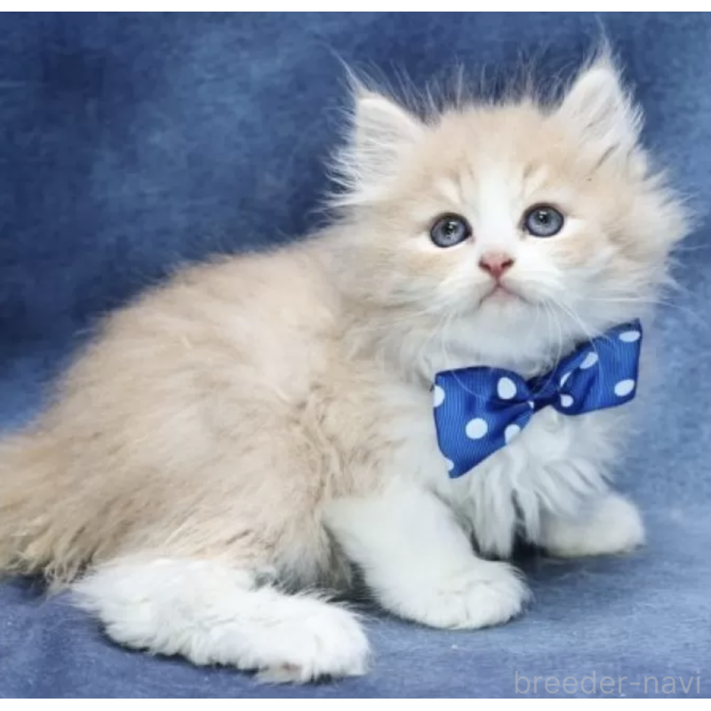 販売中の京都府のラガマフィン-130587の2枚目