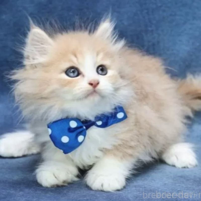 販売中の京都府のラガマフィン-130587の1枚目