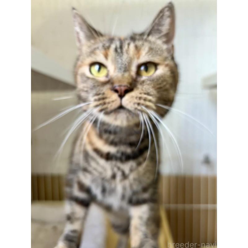 販売中の千葉県のアメリカンショートヘア-90845