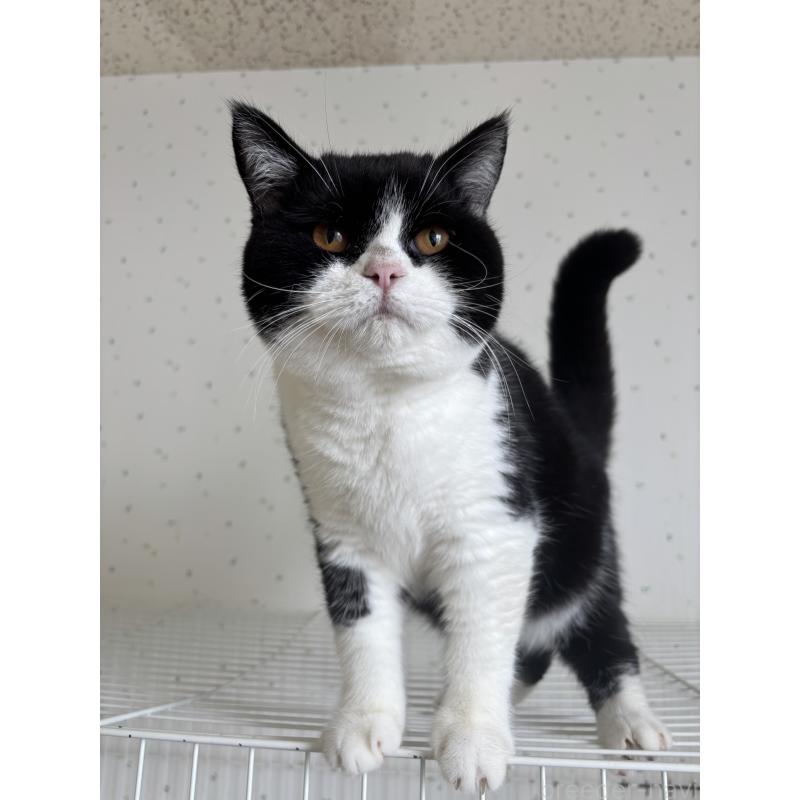 販売中の千葉県のブリティッシュショートヘア-130190