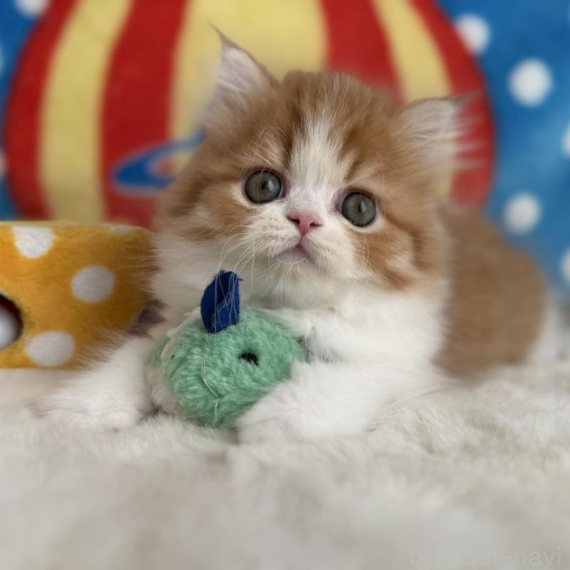 販売中の愛知県のマンチカン-130588の1枚目