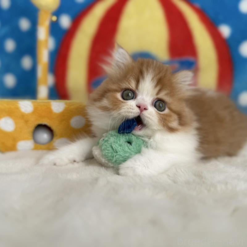 販売中の愛知県のマンチカン-130588の8枚目