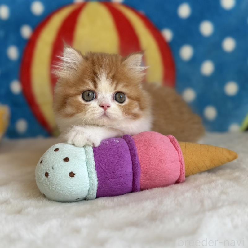 販売中の愛知県のマンチカン-130588の7枚目