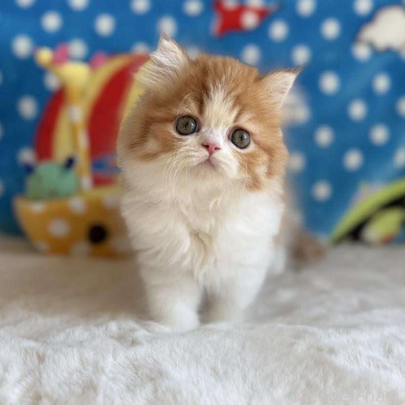 販売中の愛知県のマンチカン-130588の6枚目