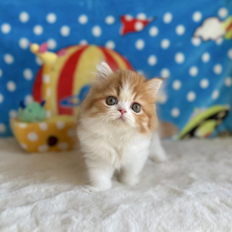 販売中の愛知県のマンチカン-130588の4枚目