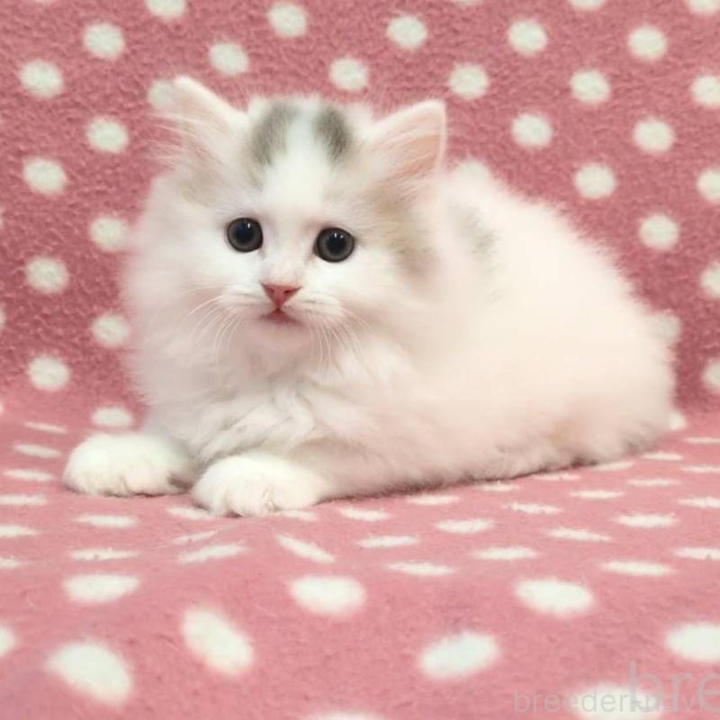 販売中の愛知県のミヌエット-130589の3枚目