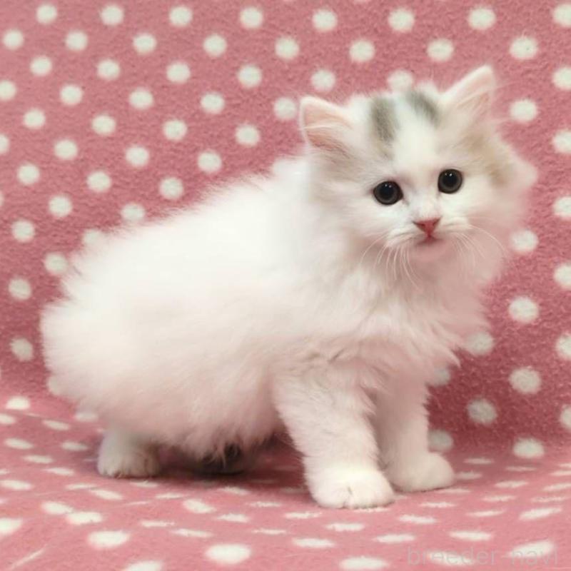 販売中の愛知県のミヌエット-130589