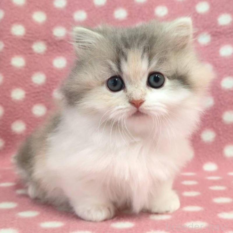 販売中の愛知県のミヌエット(短足)-130590の1枚目