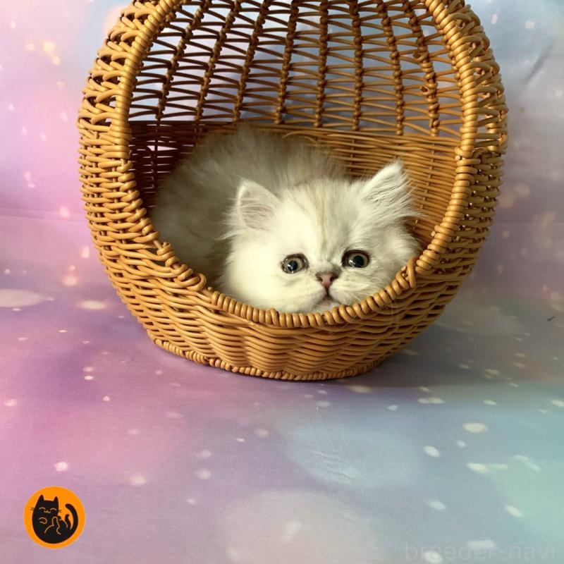 販売中の大阪府のペルシャ-128787