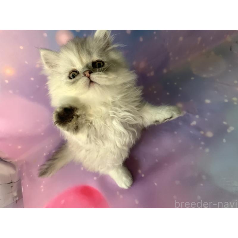 成約済の大阪府のペルシャ-128787の2枚目