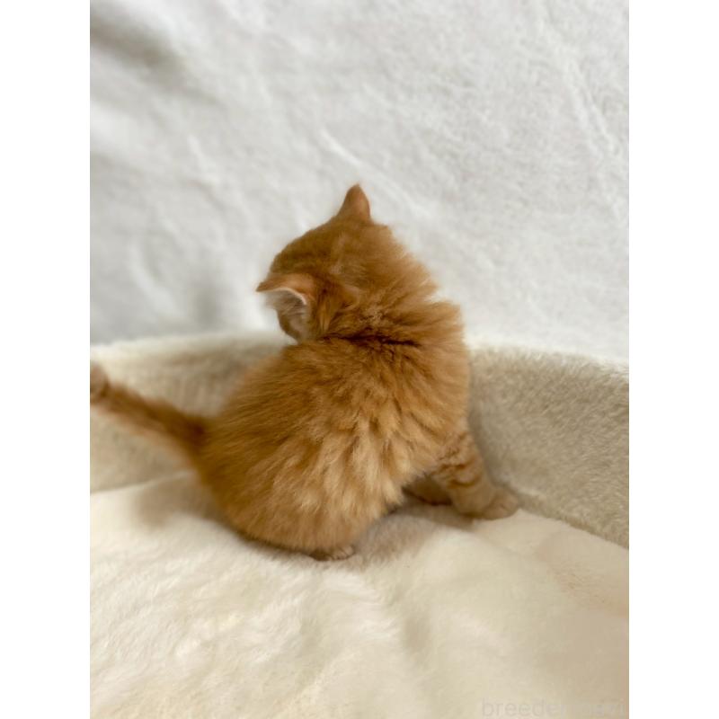 販売中の滋賀県のサイベリアン-130591の10枚目