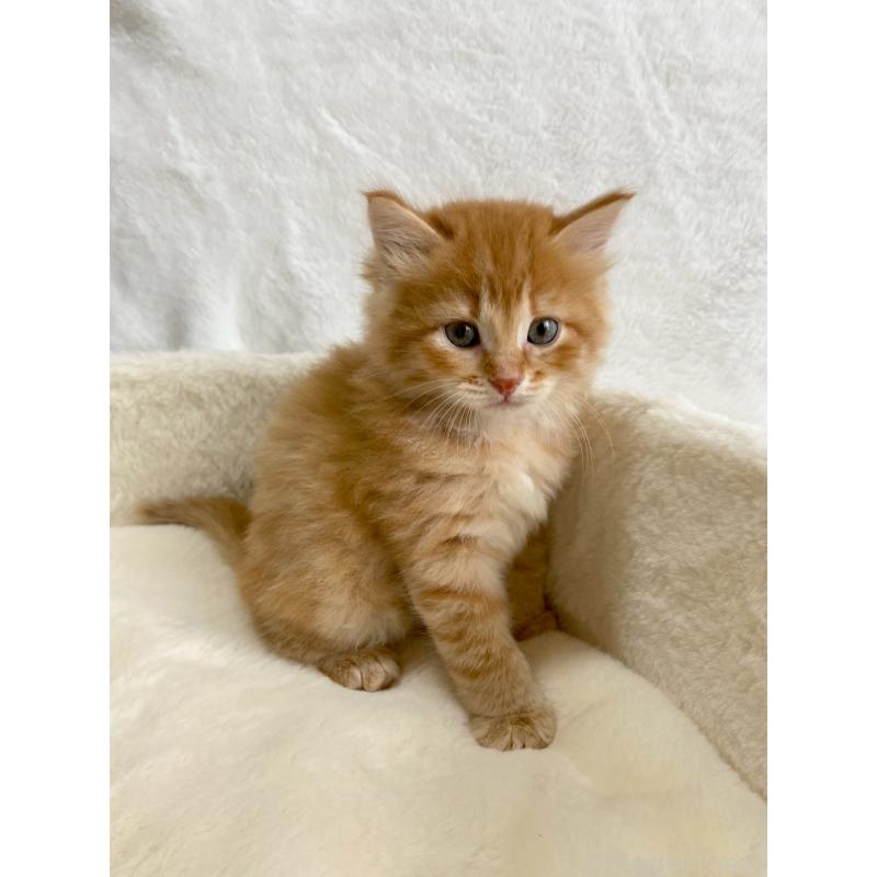 販売中の滋賀県のサイベリアン-130591の9枚目