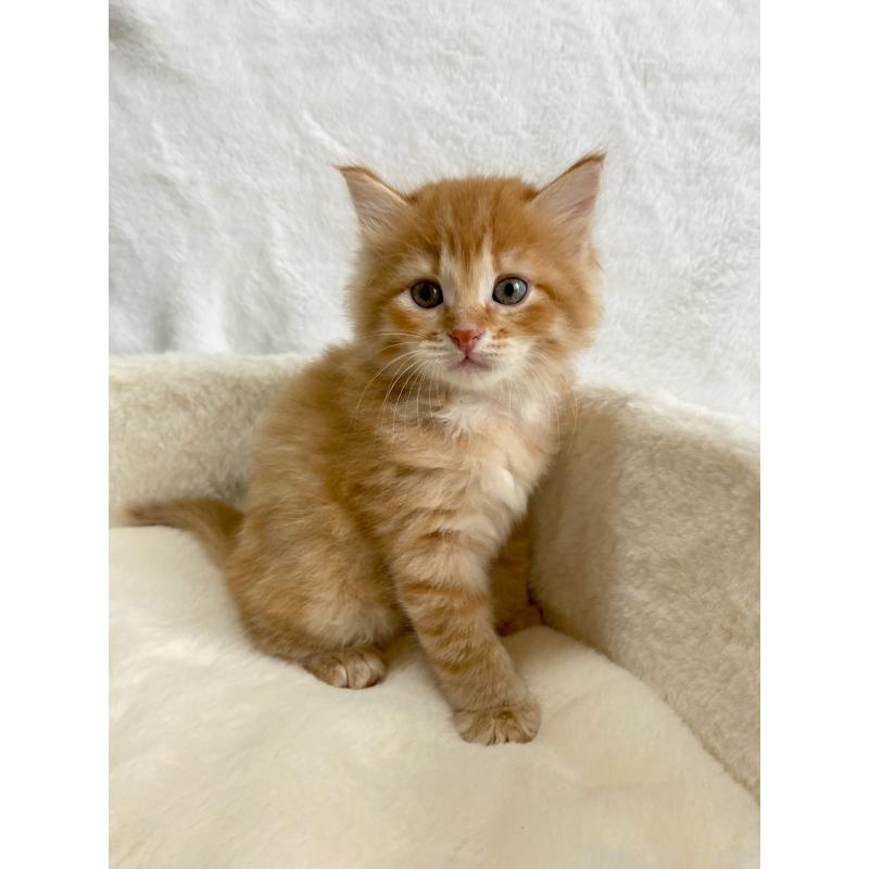 販売中の滋賀県のサイベリアン-130591の8枚目