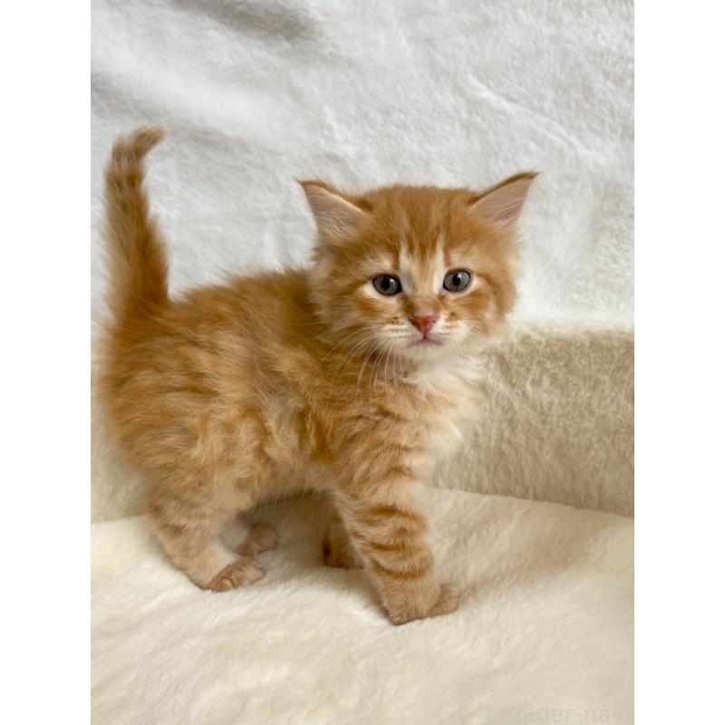 販売中の滋賀県のサイベリアン-130591の7枚目