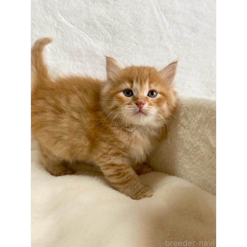 販売中の滋賀県のサイベリアン-130591の5枚目