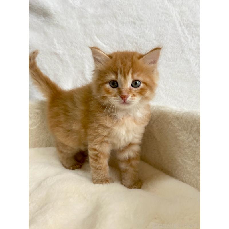 販売中の滋賀県のサイベリアン-130591の3枚目