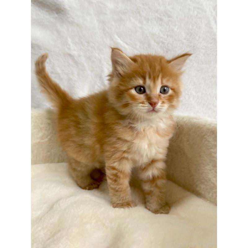 販売中の滋賀県のサイベリアン-130591の2枚目