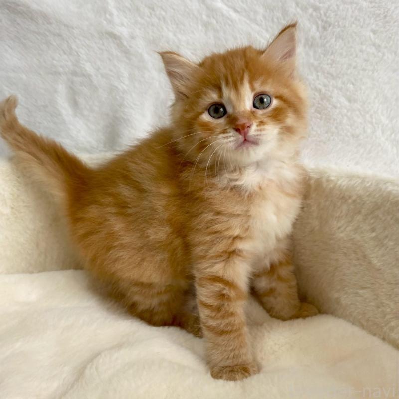 販売中ののサイベリアン-130591