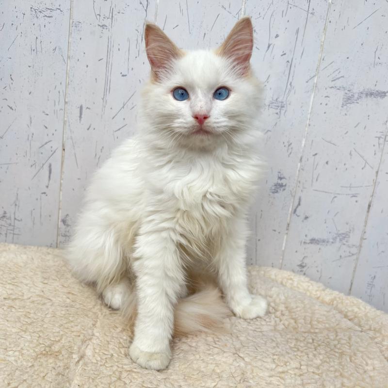 販売中の千葉県のラグドール-125796の1枚目