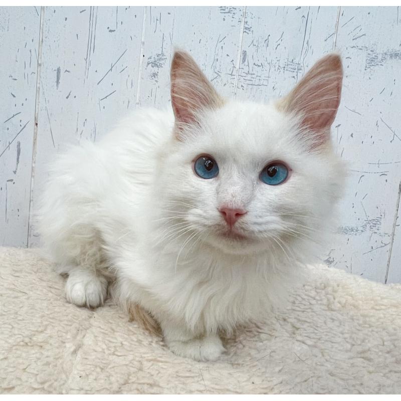 販売中の千葉県のラグドール-125796の5枚目