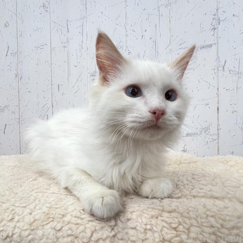 販売中の千葉県のラグドール-125796の4枚目