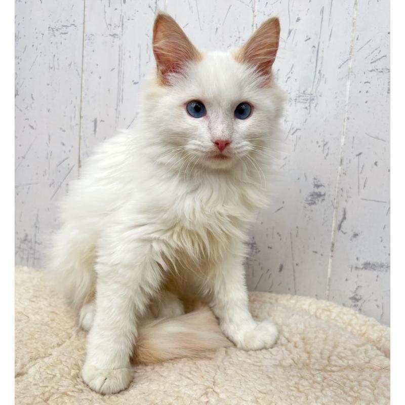 販売中の千葉県のラグドール-125796の3枚目