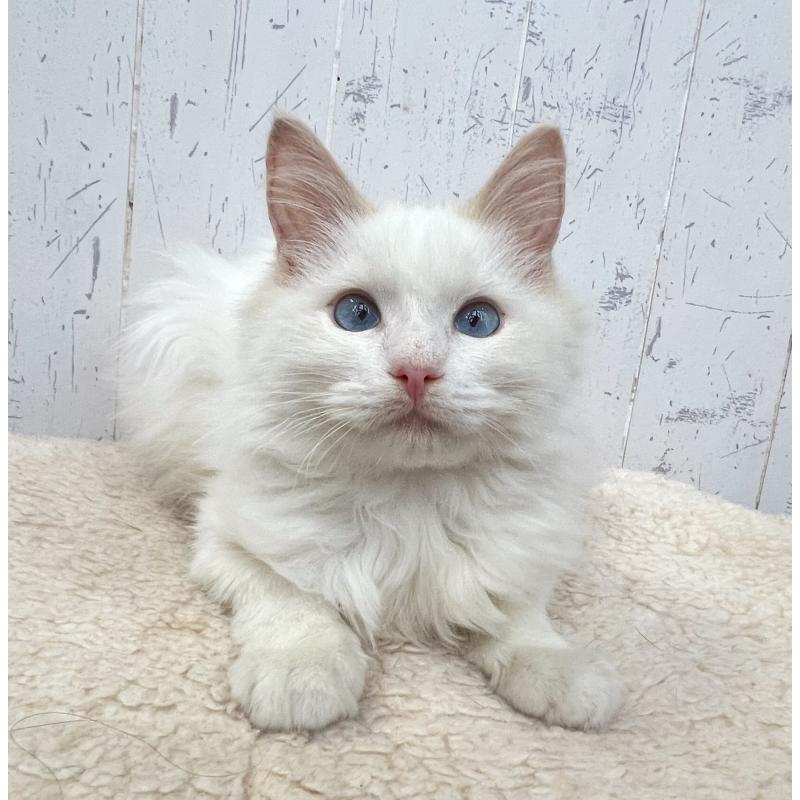 販売中の千葉県のラグドール-125796の2枚目