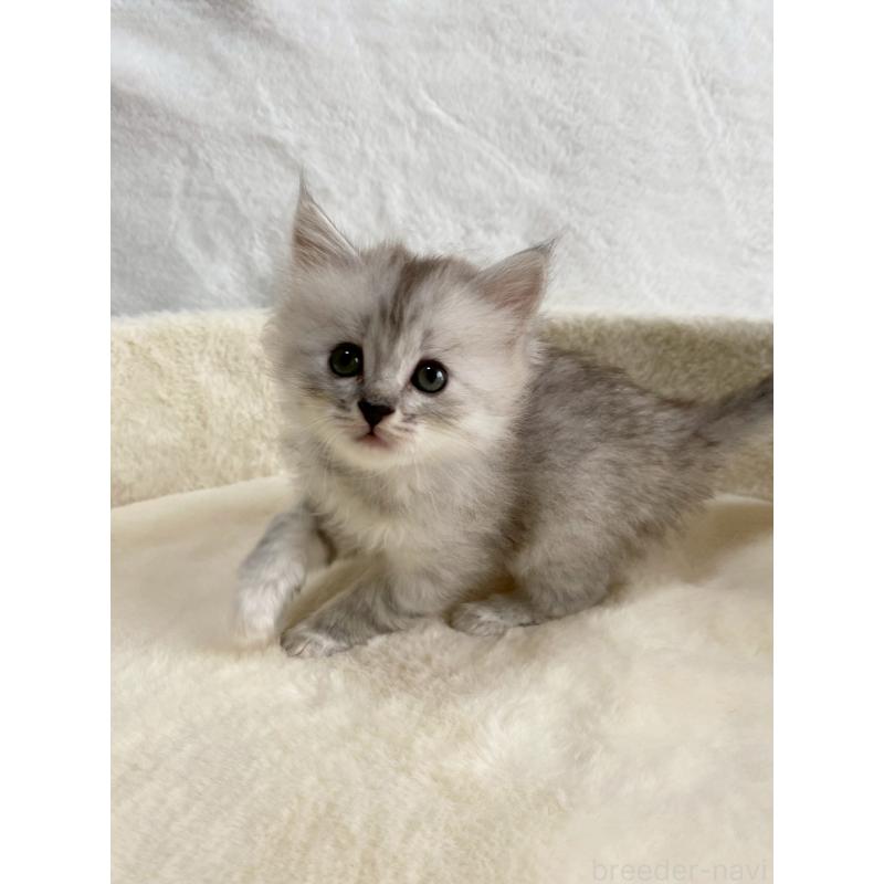 販売中の滋賀県のサイベリアン-130592の12枚目