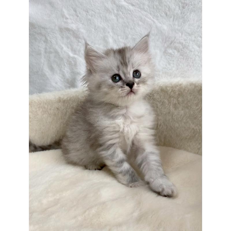 販売中の滋賀県のサイベリアン-130592の11枚目