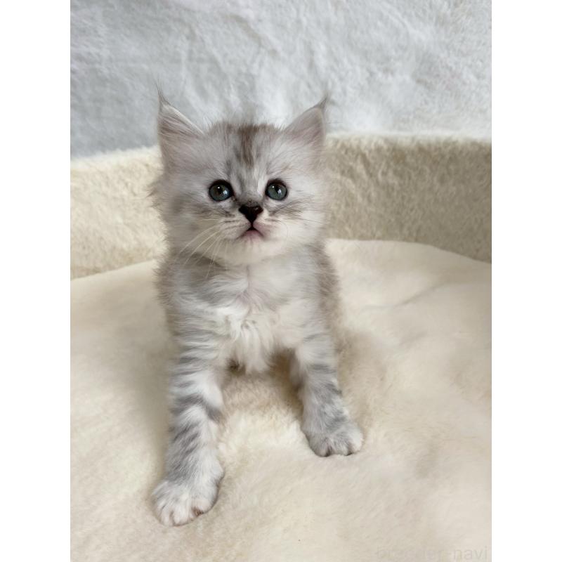 販売中の滋賀県のサイベリアン-130592の9枚目