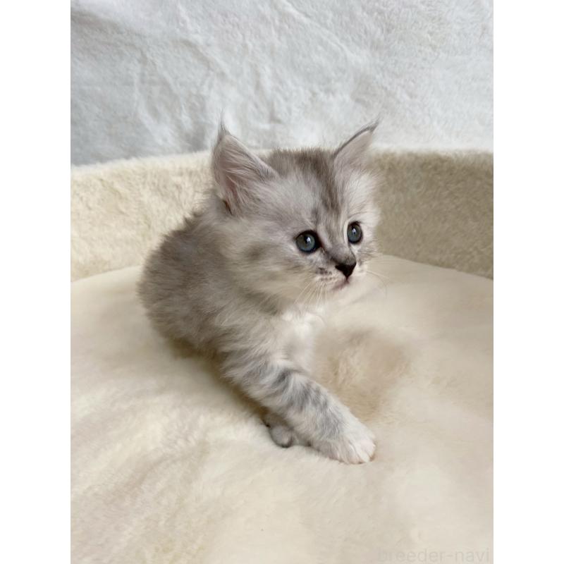 販売中の滋賀県のサイベリアン-130592の8枚目