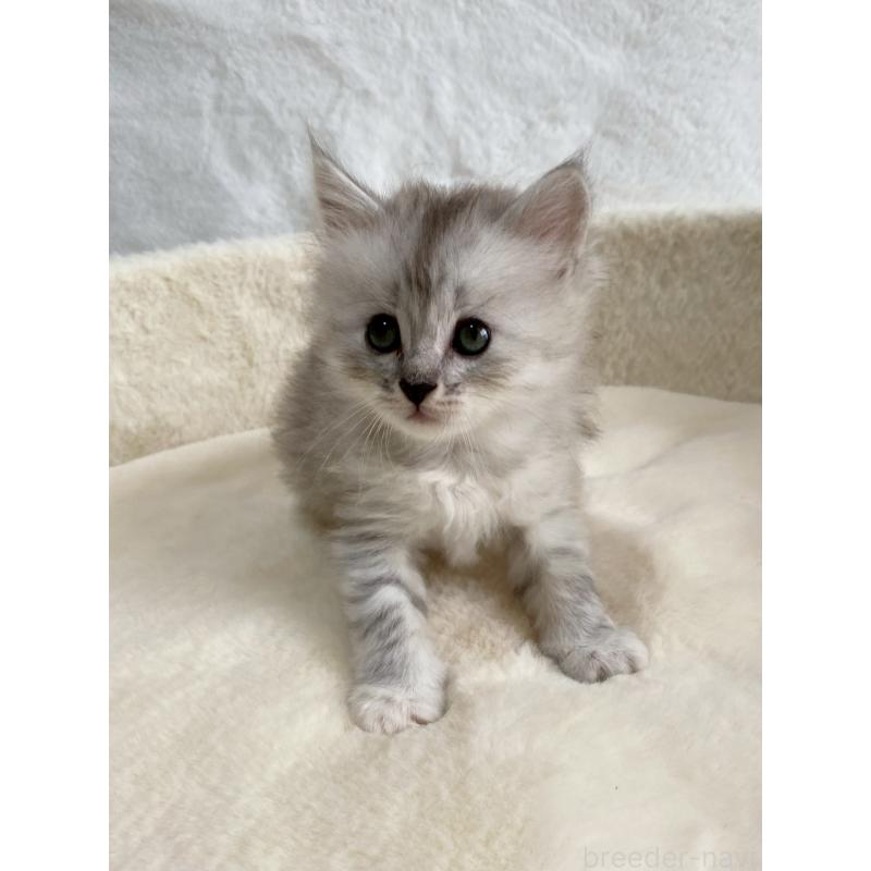 販売中の滋賀県のサイベリアン-130592の7枚目