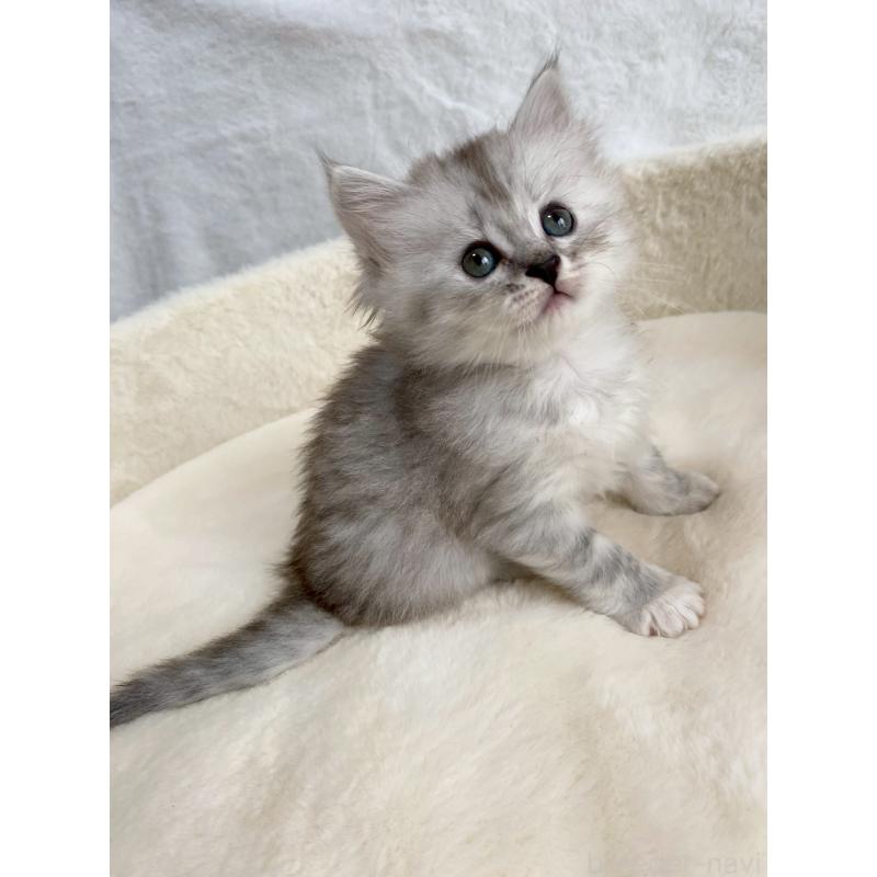 販売中の滋賀県のサイベリアン-130592の6枚目