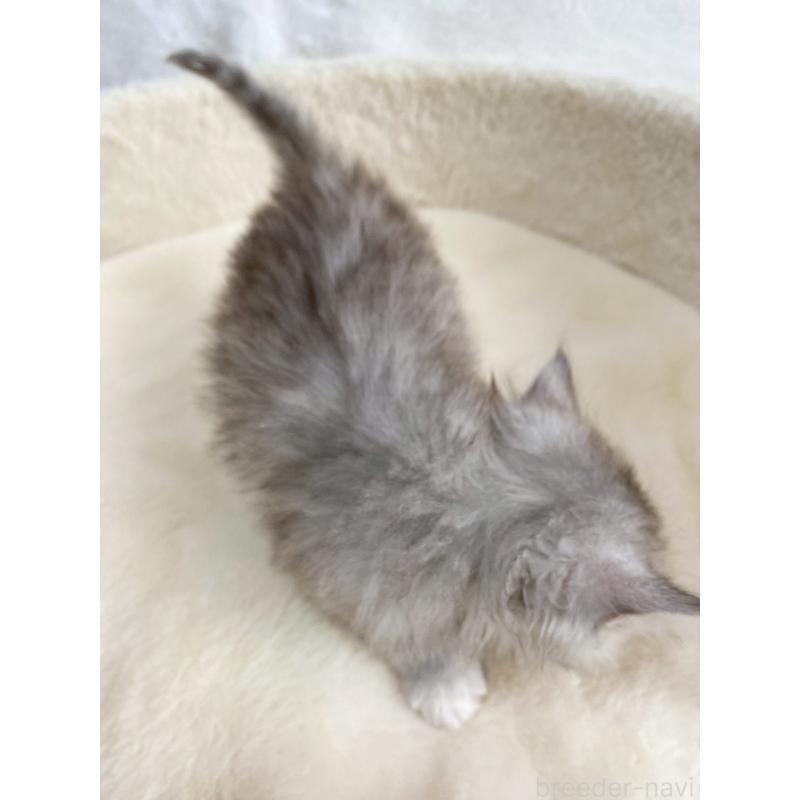 販売中の滋賀県のサイベリアン-130592の5枚目