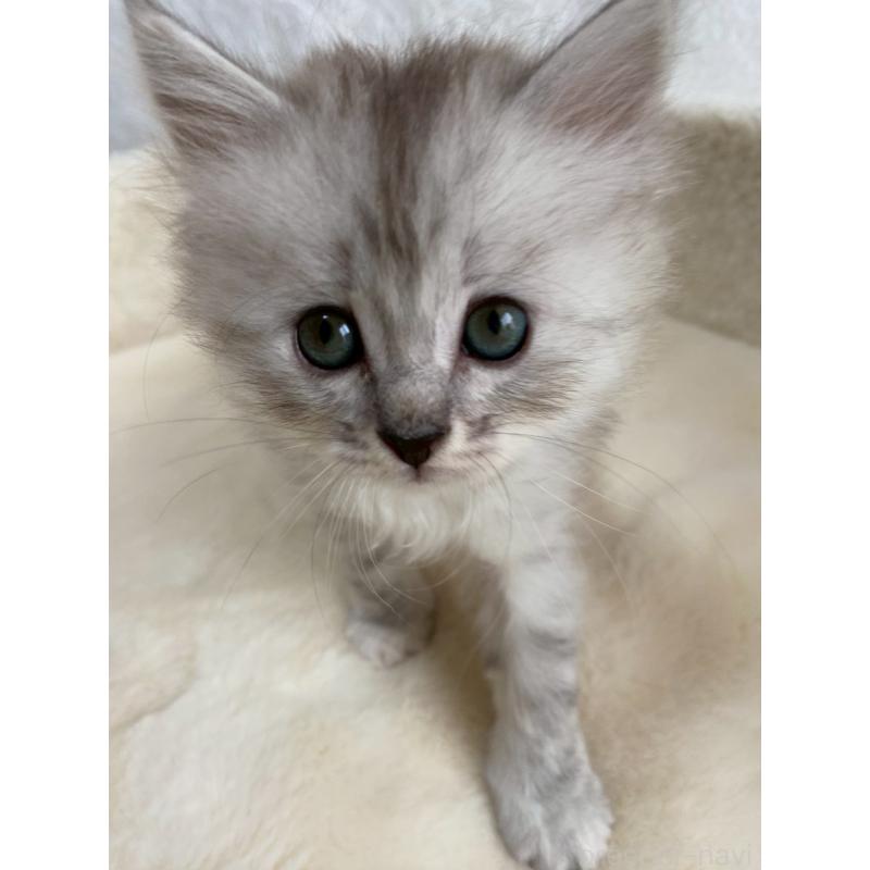 販売中の滋賀県のサイベリアン-130592の4枚目