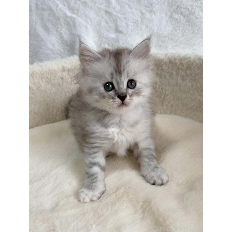 販売中の滋賀県のサイベリアン-130592の3枚目