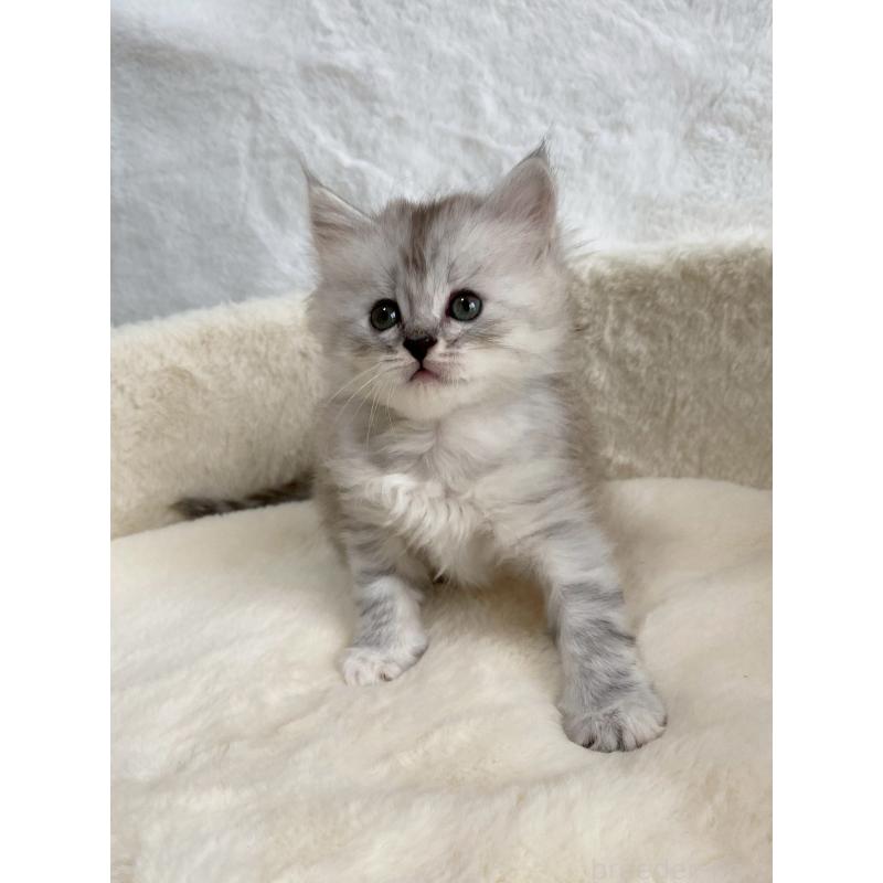 販売中の滋賀県のサイベリアン-130592の2枚目