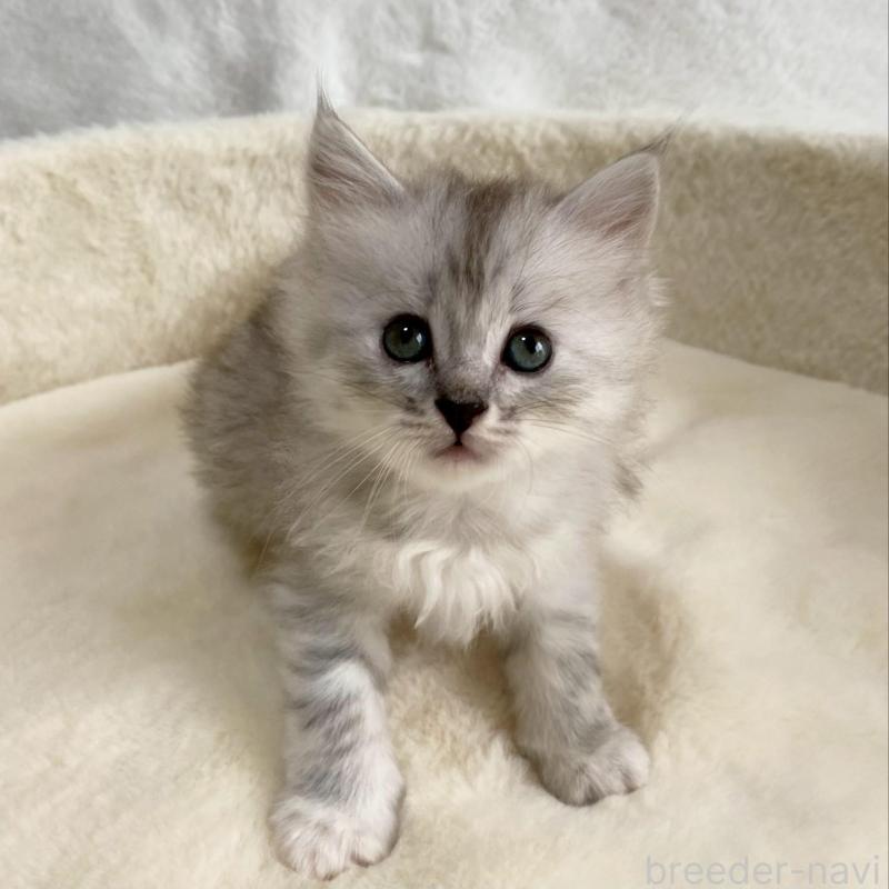 販売中の滋賀県のサイベリアン-130592の1枚目